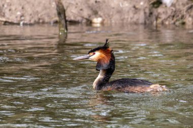 Great Crested Grebe, Podiceps kristali turuncu güzel renklerle, kırmızı gözlü bir su kuşu. Eski Dünya 'da bulunan en büyük aile üyesidir..