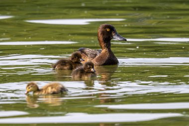 Yalnız vahşi ördek Kleinhesseloher Gölü 'nde İngiliz Bahçesi, Münih, Almanya.