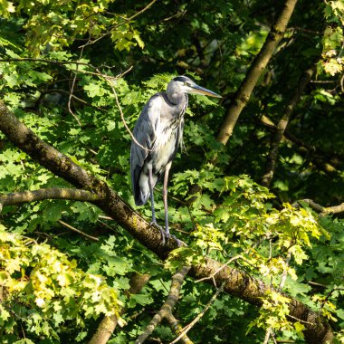 Gri balıkçıl, Ardea cinerea, büyük gri bir kuş ağaçta bir dalda oturuyor ve etrafa bakıyor, tüylü tüyler, büyük gagalı, başının arkasında uzun tüyler, vahşi doğadan bir sahne.