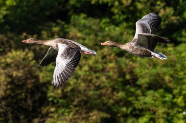 Anser anser, Anatidae familyasından Anatidae familyasından bir kaz türü. Burada havada uçuyor..