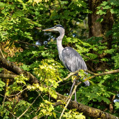 Gri balıkçıl, Ardea cinerea, büyük gri bir kuş ağaçta bir dalda oturuyor ve etrafa bakıyor, tüylü tüyler, büyük gagalı, başının arkasında uzun tüyler, vahşi doğadan bir sahne.