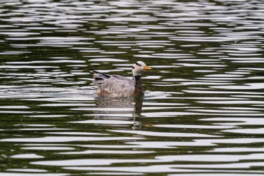 Çubuk başlı kaz Anser indicus, Orta Asya 'da, Güney Asya' daki dağ gölleri ve kışların yakınında, Hindistan yarımadasının güneyine kadar uzanan kolonilerde üreyen bir kazdır..
