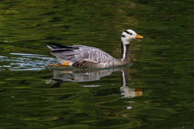 The bar-headed goose, Anser indicus is a goose that breeds in Central Asia in colonies of thousands near mountain lakes and winters in South Asia, as far south as peninsular India. clipart