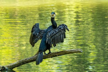 Kuzey yarımküre boyunca büyük siyah karabatak olarak bilinen büyük karabatak, Avustralya 'daki siyah karabatak ve Yeni Zelanda' nın daha güneyindeki siyah karabatak