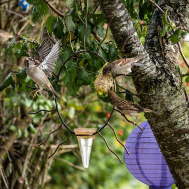 Fluffy house sparrow bird, Passer domesticus perched on bird feeder containing birdseed. clipart