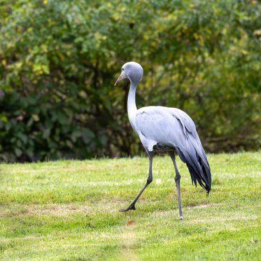Grus paradisea, Güney Afrika 'ya özgü nesli tükenmekte olan bir kuş türü. Güney Afrika 'nın ulusal kuşudur.