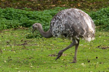 Darwin's rhea, Rhea pennata also known as the lesser rhea. It is a large flightless bird, but the smaller of the two extant species of rheas. clipart