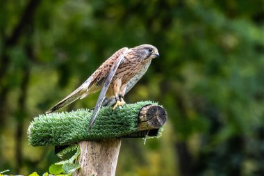 Falco tinnunculus, atmacagiller (Falconidae) familyasından bir kuş türü..