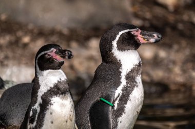 Humboldt Pengueni (