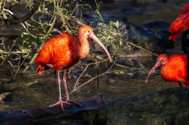 The Scarlet ibis, Eudocimus ruber is a species of ibis in the bird family Threskiornithidae. It inhabits tropical South America and islands of the Caribbean. clipart