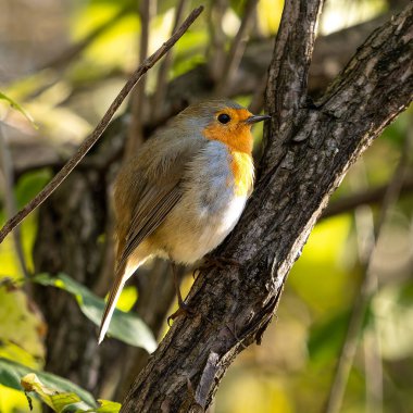 Avrupa bülbülü, Erithacus rubecula, eskiden Turdidae 'nin bir üyesi olarak sınıflandırılan ve şimdi sinekkapan olarak kabul edilen küçük bir böcek kuşudur.