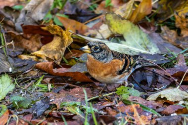 Fringilla coelebs, ispinozgiller (Fringilla coelebs) familyasından bir kuş türü. Burada çimenlerde otururken