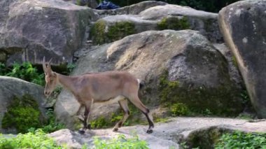 Alman parkındaki bir kayanın üzerinde oturan dağ keçisi ya da kapra dağ keçisi.