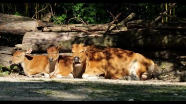 Banteng, Bos javanicus veya Red Bull. Vahşi bir sığır türüdür ama sığır ve bizondan farklı kilit özellikler vardır: hem erkek hem de dişilerde beyaz bir şerit..