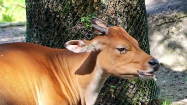 Banteng, Bos javanicus veya Red Bull. Vahşi bir sığır türüdür ama sığır ve bizondan farklı kilit özellikler vardır: hem erkek hem de dişilerde beyaz bir şerit..