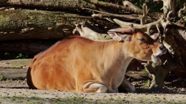 Banteng, Bos javanicus veya Red Bull. Vahşi bir sığır türüdür ama sığır ve bizondan farklı kilit özellikler vardır: hem erkek hem de dişilerde beyaz bir şerit..