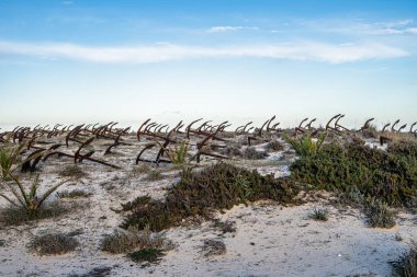 Portekiz, Algarve, Tavira 'daki Praia do Barril plajındaki Anchor Mezarlığı' nın sahilindeki paslı eski çapalar.