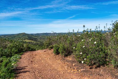 Cistus ladanifer, Rockrose çiçekleri veya Portekiz, Vilarinha 'daki Vale Fuzeiros Arkeoloji Pisti' nde Labdanum. Kistaceae familyasının yabani çiçekleri..