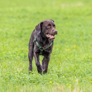 Labrador Retriever, Canis lupus familiaris çim tarlasında. Sağlıklı çikolata rengi labrador retriever Almanya 'da Donauwoerth, Bavyera' da eğleniyor.