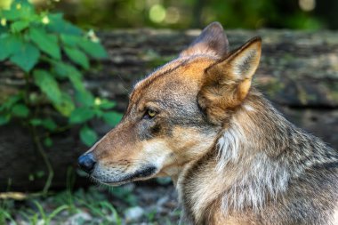 Kurt, gri kurt ya da kereste kurdu olarak da bilinen, Avrasya ve Kuzey Amerika 'nın vahşi ve uzak bölgelerinde yaşayan bir köpek türüdür..