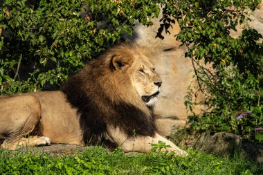 Aslan, Panthera leo, Panthera cinsindeki dört büyük kediden biridir ve Felidae familyasının bir üyesidir..