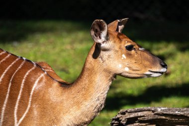 Nyala, Tragelaphus angasii Güney Afrika 'ya özgü spiral boynuzlu bir antiloptur. Bovidae familyasından ve Nyala familyasından, Tragelaphus familyasından bir türdür..