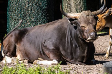 Banteng, Bos javanicus veya Red Bull. Vahşi bir sığır türüdür ama sığır ve bizondan farklı kilit özellikler vardır: hem erkek hem de dişilerde beyaz bir şerit..