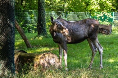Avrupa geyiği, Alces alces, geyik olarak da bilinir. Vahşi yaşam hayvanı.