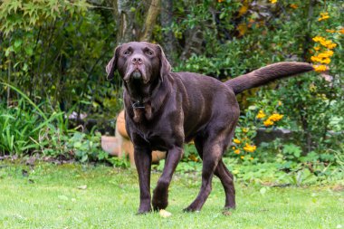 Labrador Retriever, Canis lupus familiaris çim tarlasında. Sağlıklı çikolata rengi labrador retriever Almanya 'da Donauwoerth, Bavyera' da eğleniyor.
