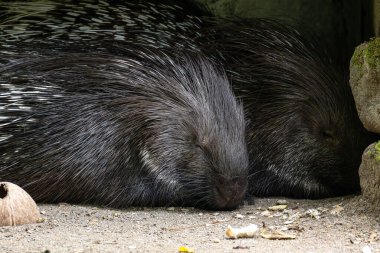 Hint armalı kirpi (