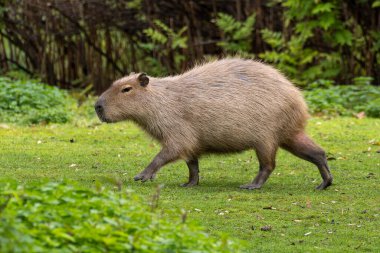 Capybara, Hydrochoerus hydrochaeris Güney Amerika 'da yaşayan bir memelidir. Dünyada yaşayan en büyük kemirgendir..