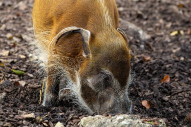 Red river hog, Potamochoerus porcus, also known as the bush pig. This pig has an acute sense of smell to locate food underground. clipart