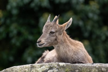 Genç dağ keçisi bir kayanın üzerinde - Alman parkında Capra dağ keçisi