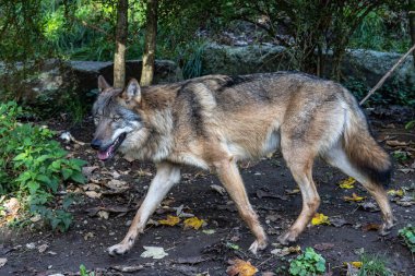 Kurt, gri kurt ya da kereste kurdu olarak da bilinen, Avrasya ve Kuzey Amerika 'nın vahşi ve uzak bölgelerinde yaşayan bir köpek türüdür..