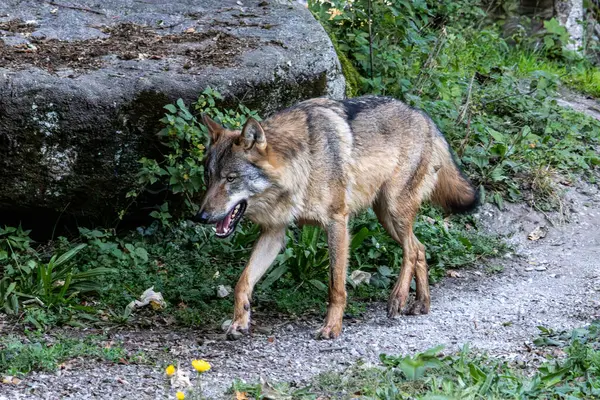 Kurt, gri kurt ya da kereste kurdu olarak da bilinen, Avrasya ve Kuzey Amerika 'nın vahşi ve uzak bölgelerinde yaşayan bir köpek türüdür..