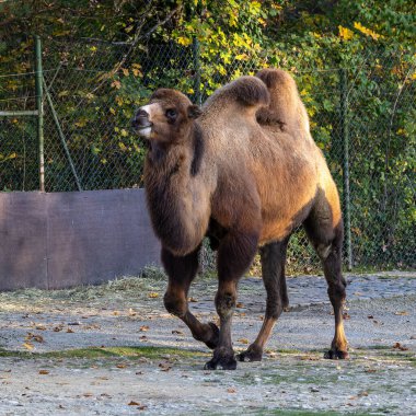 Bactrian develeri (Camelus bactrianus), Orta Asya 'nın bozkırlarına özgü büyük, tek ayak parmaklı bir bakteridir. Bactrian devesinin sırtında iki hörgücü vardır.