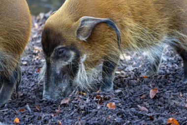 Red river hog, Potamochoerus porcus, also known as the bush pig. This pig has an acute sense of smell to locate food underground. clipart