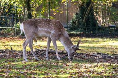 Fallow deer, Dama mezopotamya, Cervidae familyasından bir memeli türü..