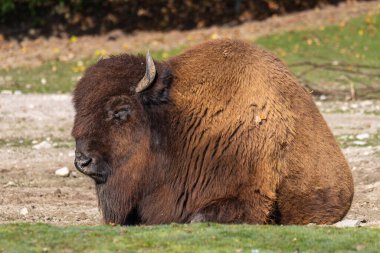 The American bison or simply bison, also commonly known as the American buffalo or simply buffalo, is a North American species of bison that once roamed North America in vast herds. clipart