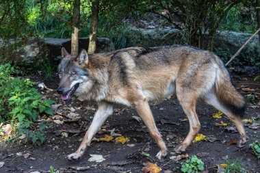 Kurt, gri kurt ya da kereste kurdu olarak da bilinen, Avrasya ve Kuzey Amerika 'nın vahşi ve uzak bölgelerinde yaşayan bir köpek türüdür..
