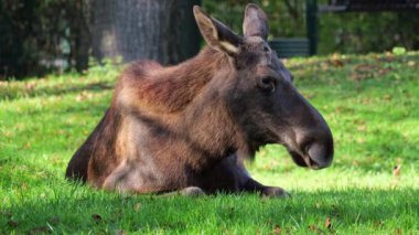 Geyik ya da geyik, Alces Alces geyik familyasındaki en büyük türdür. Geyikler, erkeklerin geniş, düz ya da palmat boynuzlarıyla ayırt edilir..