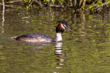 Great Crested Grebe, Podiceps kristali bir balık yakaladı. Güzel turuncu renkli bir kuş, kırmızı gözlü bir su kuşu. Eski Dünya 'da bulunan en büyük aile üyesidir..