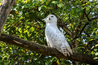 The Snowy Owl, Bubo scandiacus is a large, white owl of the typical owl family. Snowy owls are native to Arctic regions in North America and Eurasia. clipart