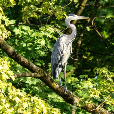 Gri balıkçıl, Ardea cinerea, büyük gri bir kuş ağaçta bir dalda oturuyor ve etrafa bakıyor, tüylü tüyler, büyük gagalı, başının arkasında uzun tüyler, vahşi doğadan bir sahne.