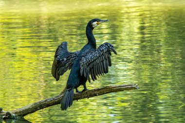 Kuzey yarımküre boyunca büyük siyah karabatak olarak bilinen büyük karabatak, Avustralya 'daki siyah karabatak ve Yeni Zelanda' nın daha güneyindeki siyah karabatak