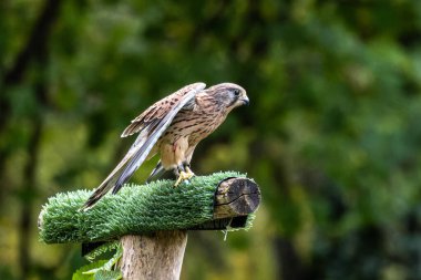 Falco tinnunculus, atmacagiller (Falconidae) familyasından bir kuş türü..