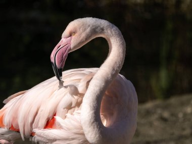 Amerikan flamingosu, Phoenicopterus ruber, flamingonun büyük bir türüdür..