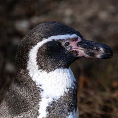 Humboldt Pengueni (