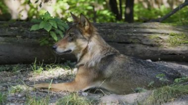 Kurt, gri kurt ya da kereste kurdu olarak da bilinen, Avrasya ve Kuzey Amerika 'nın vahşi ve uzak bölgelerinde yaşayan bir köpek türüdür..