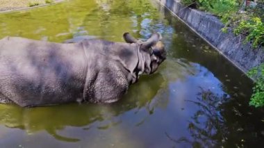 Hintli gergedan, gergedan unicornis de Büyük Tek Boynuzlu Gergedan ve Asyalı Tek Boynuzlu Gergedan olarak adlandırılır ve gergedan familyasına aittir..